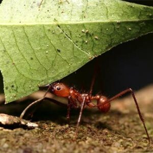 The Ant Philosophy